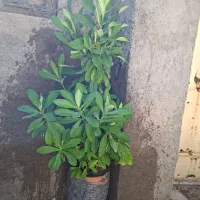 گل طبیعی|گل و گیاه طبیعی|مشهد, دوست آباد|دیوار