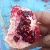 نهال انار رباب|خدمات باغبانی و درختکاری|ری, بی‌بی شهر بانو|دیوار