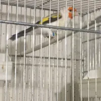 سهره اروپایی