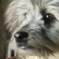 سگ پیدا شده