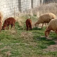 ۸عددگوسفندجوان باهشت بره