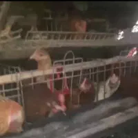 مرغ میکس اروپایی