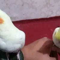 جوجه هروس هلندی|پرنده|سوسنگرد, |دیوار