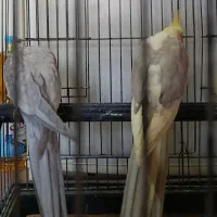 عروس هلندی نر کشیده بالغ|پرنده|فردیس, فردیس|دیوار