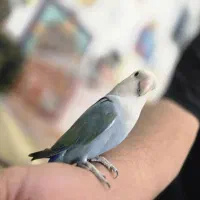 کوتوله برزیلی سبز ابی وایت فیس