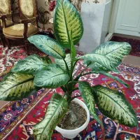 گل دیفن باخیا