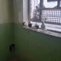 دو جفت کبوتر طوقی سالم و پشت دار