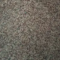 هسته خرما دمنوش هسته و روغن هسته خرما|خوردنی و آشامیدنی|تهران, آهنگ|دیوار