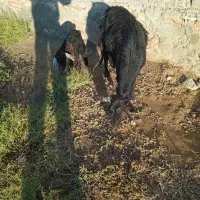 بز شیری با بچه|حیوانات مزرعه|میاندوآب, |دیوار