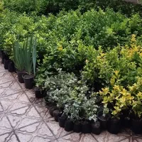 شمشاد سبز پیچک پاپیتال مناسب حیاط ویلا