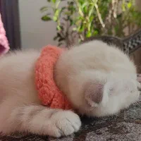 کوچولو ناز اسکاتیش فولد|گربه|ساری, |دیوار