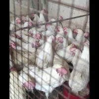 خروس ومرغ برای خرایت وچشم نظر تحویل درب منزل|حیوانات مزرعه|ساوه, |دیوار