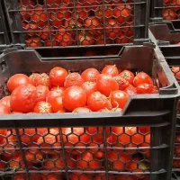 گوجه ربی زیر قیمت میدان