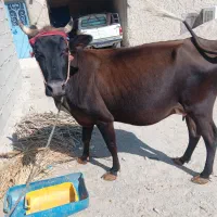 گاو خیلی آرام وگوساله خوش رنگ|حیوانات مزرعه|سیب و سوران, |دیوار