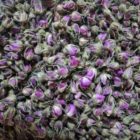 گل محمدی قمصار