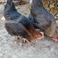 مرغ خانگی تخمگذار چاق برا خون کردنم خوبه|حیوانات مزرعه|مشهد, ویلاشهر|دیوار