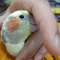 عروس هلندی نر دستی|پرنده|قم, نیروگاه|دیوار