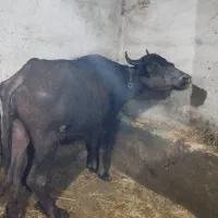گاومیش