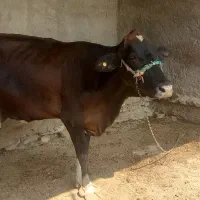 گاوباگوساله ماده|حیوانات مزرعه|زابل, |دیوار