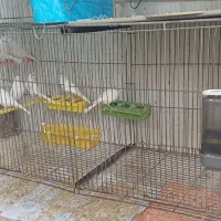 فروش تعدادجوجه قناری ۵ماهه