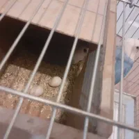 طوطی برزیلی|پرنده|پردیس, فاز ۳|دیوار