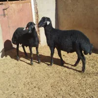 بره قره قزل|حیوانات مزرعه|حلب, |دیوار