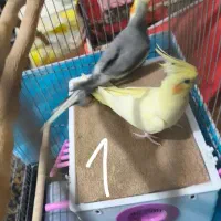 عروس هلندی نر و ماده