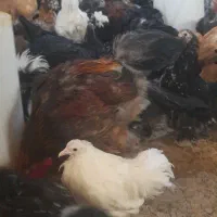 مرغ و خروس سلطان برهما کوشین بوقلمون بیوتی|حیوانات مزرعه|مرودشت, محمد آباد|دیوار