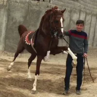 اسب عرب یه سر پنج نشان شش دونگ