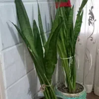 ۶ عدد گل سانسوریا و پتوس|گل و گیاه طبیعی|گلپایگان, |دیوار