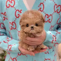 سگ میکرو|سگ|اصفهان, باغ فردوس|دیوار