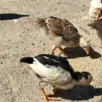 جوجه ۴۰ روزه