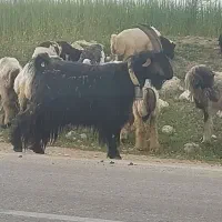 دوبر روزگاری میشی  اصل بختیاری