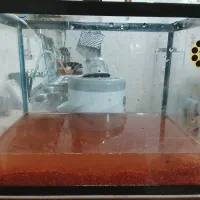 آکواریوم شیشه خم