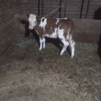 گاو|حیوانات مزرعه|مهاباد (آذربایجان غربی), |دیوار