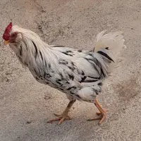 خروس سالم گلین هستش