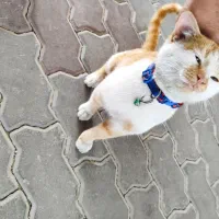 گربه گمشده / پیدا شده