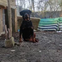 روتوایلر ماده