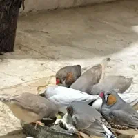 فنچ انگلیسی جامبو کینگ