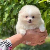 فروش پامرانین واکسینه با ضمانت|سگ|کرج, کوی امامیه|دیوار