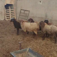 6برماده درجه یک|حیوانات مزرعه|هشتگرد, تهران دشت|دیوار