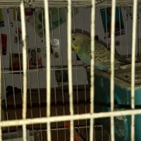 مرغ عشق