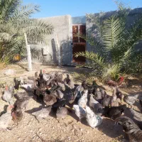 تخم مرغ استرالوپ|حیوانات مزرعه|شیراز, آبیاری|دیوار