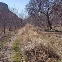 فروش زمین در باغستان درخش ، سرخنگ|فروش زمین و ملک کلنگی|قهستان, |دیوار