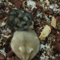 همستر کمپل|موش و خرگوش|تهران, جیحون|دیوار