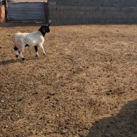 بزغاله چاق گوشتی