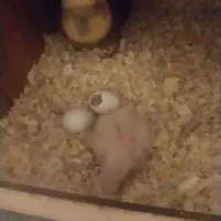 پدر مادر با جوجه|پرنده|تهران, امام زاده عبدالله|دیوار