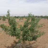 زمین-کشاورزی-قنوات