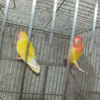 طوطی برزیلی|پرنده|مبارکه, |دیوار