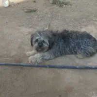 از بی جای|سگ|ایزدخواست, |دیوار